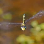 Libelle im Flug