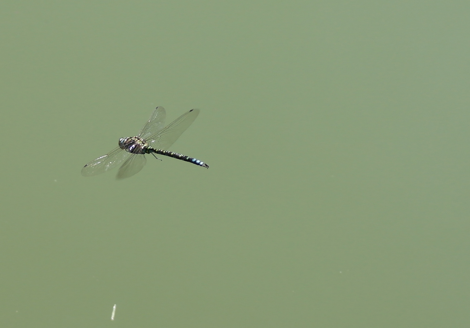 libelle im flug