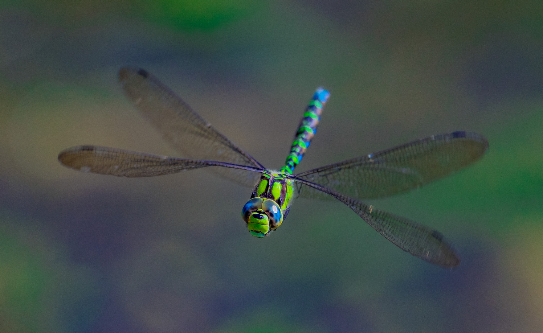 Libelle im Flug