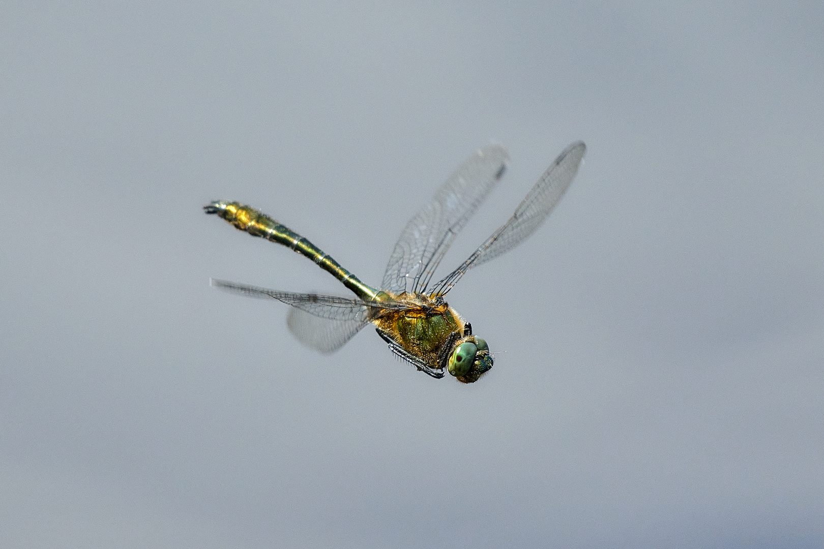 Libelle im Flug