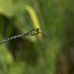 Libelle im Flug