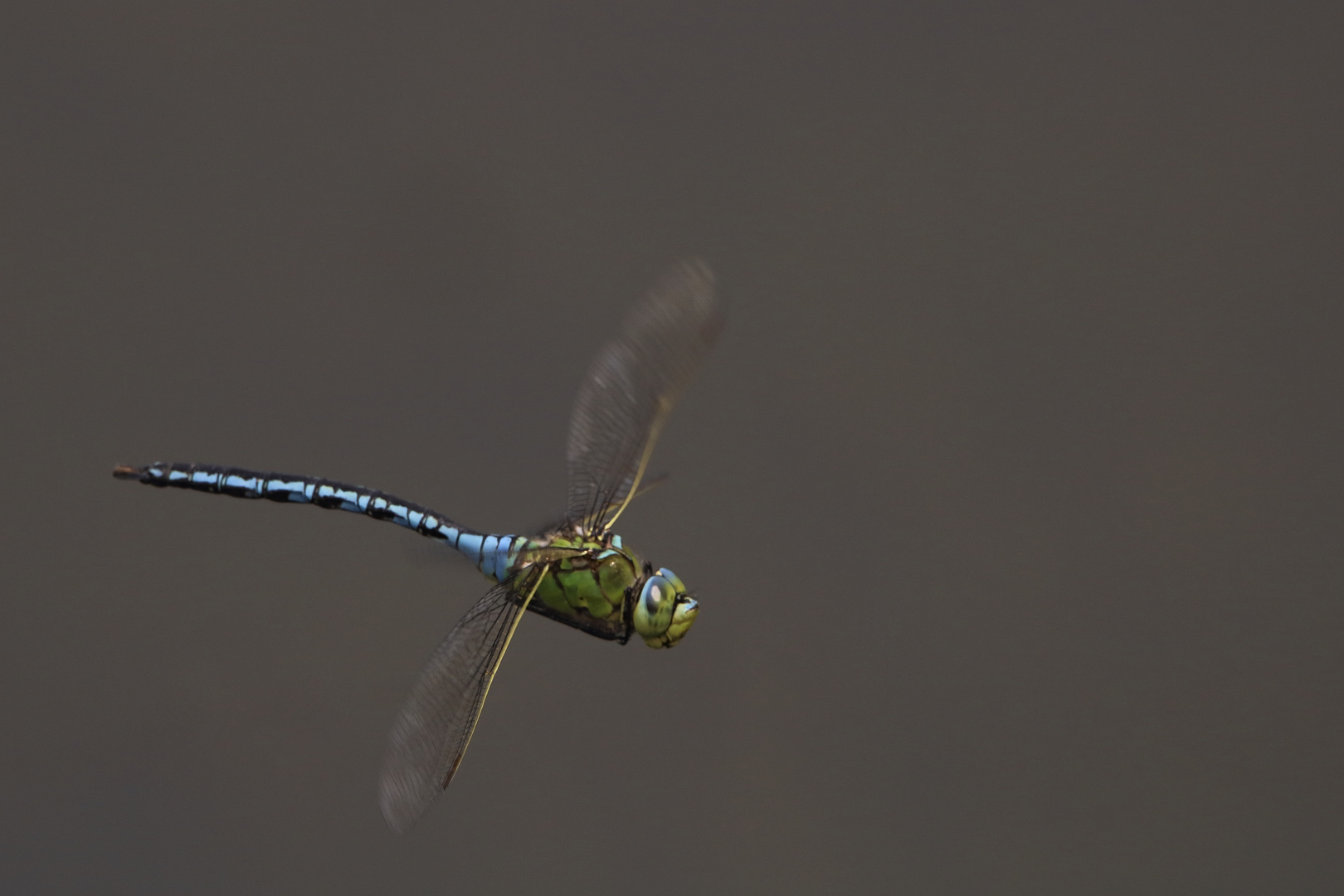 Libelle im Flug