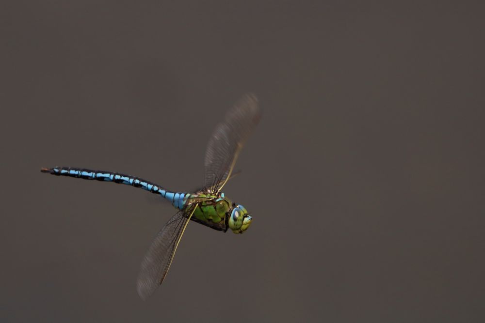 Libelle im Flug