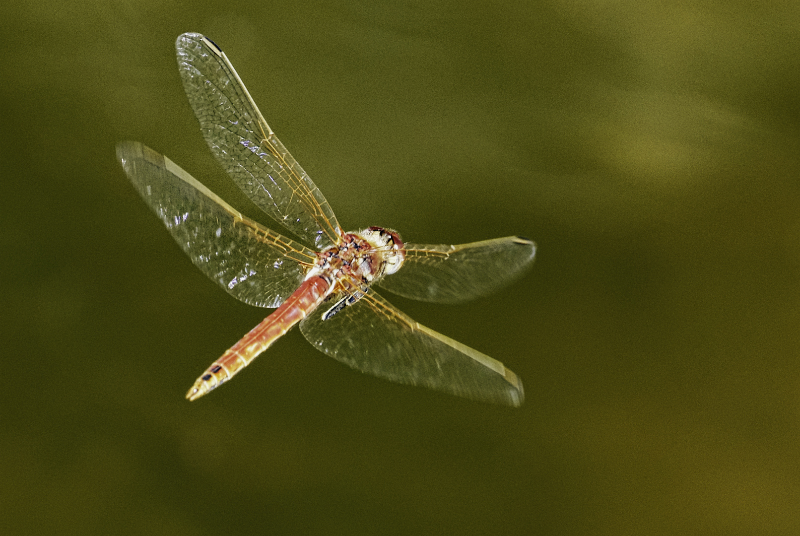 Libelle im Flug