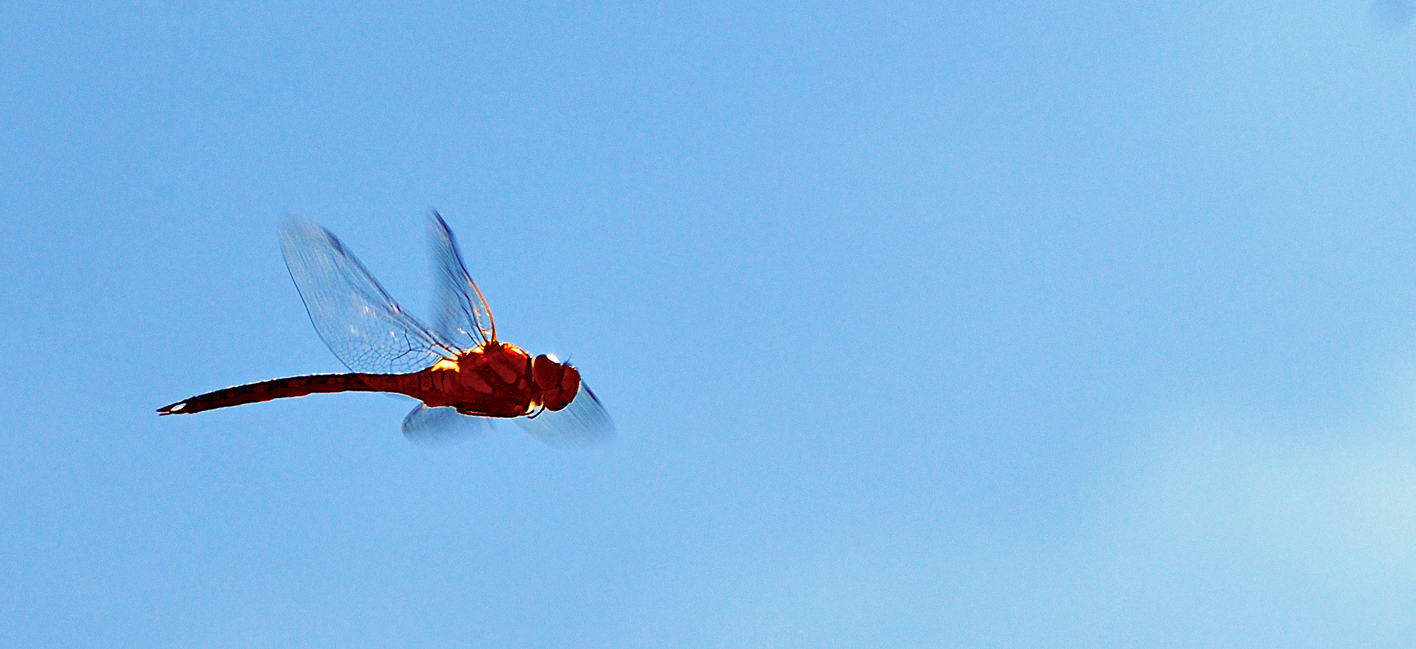 Libelle im Flug