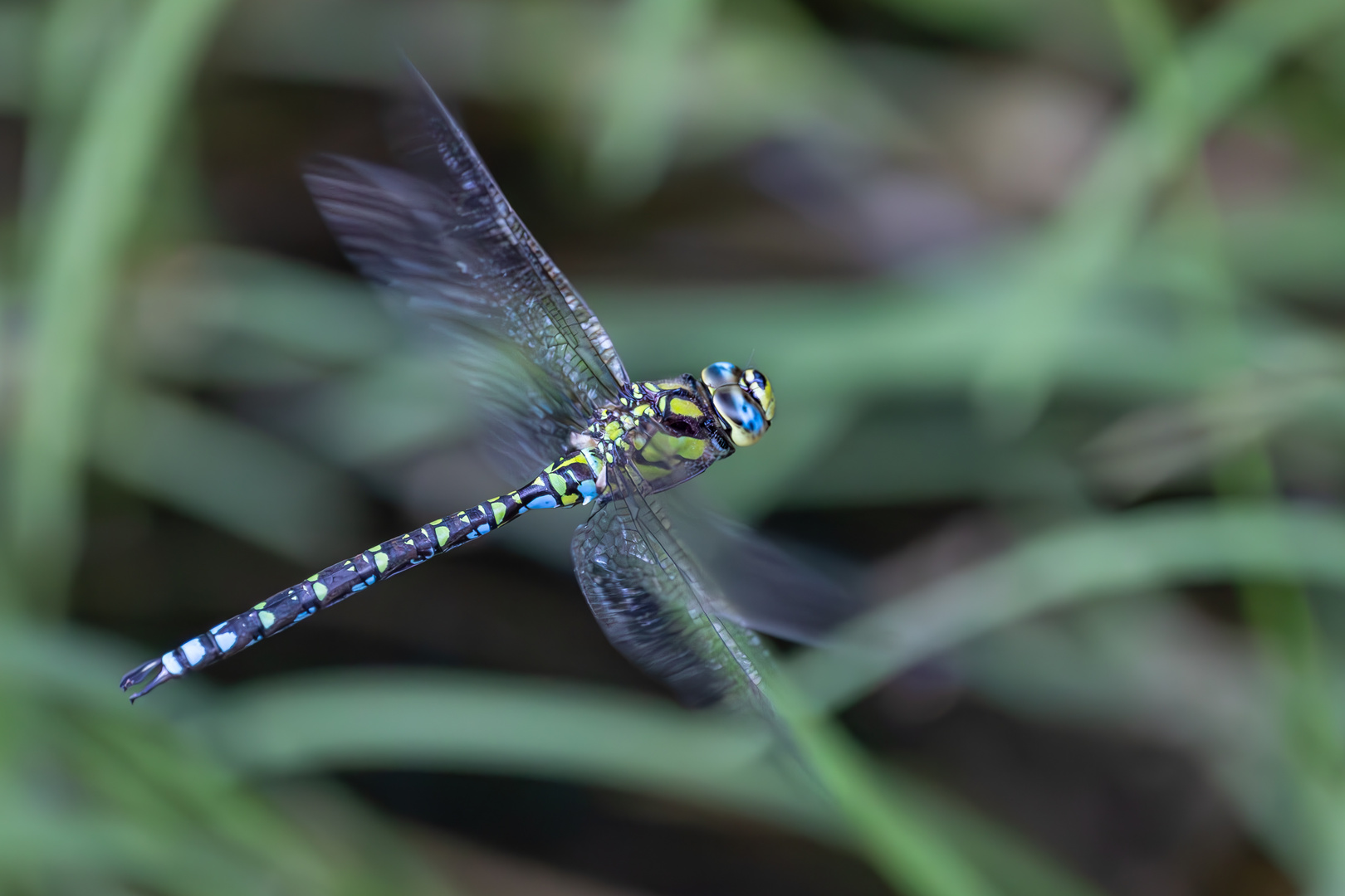 Libelle im Flug