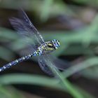 Libelle im Flug