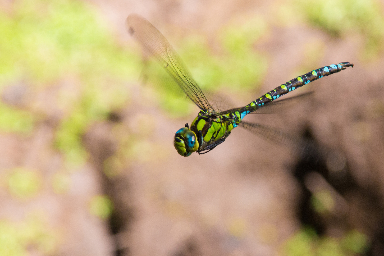 Libelle im Flug