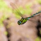 Libelle im Flug