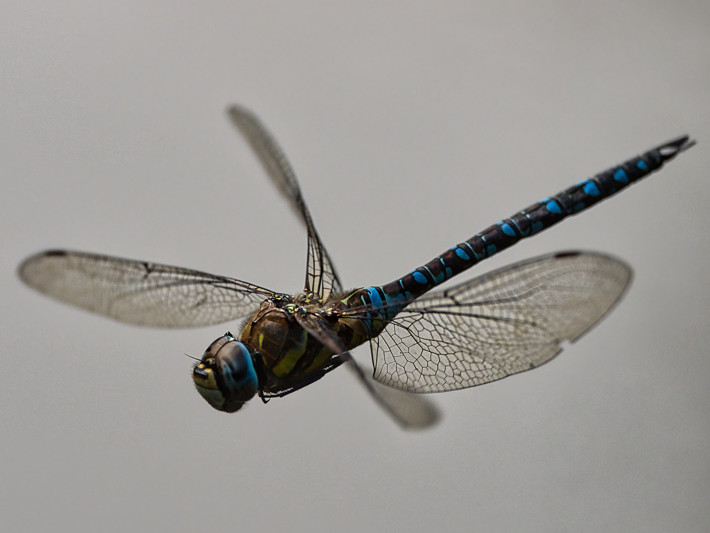 Libelle im Flug