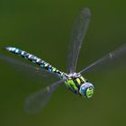 Libelle im Flug