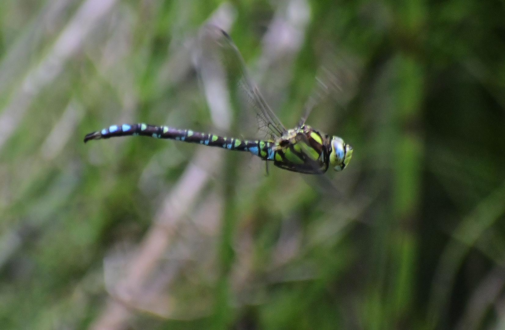 "libelle im flug"