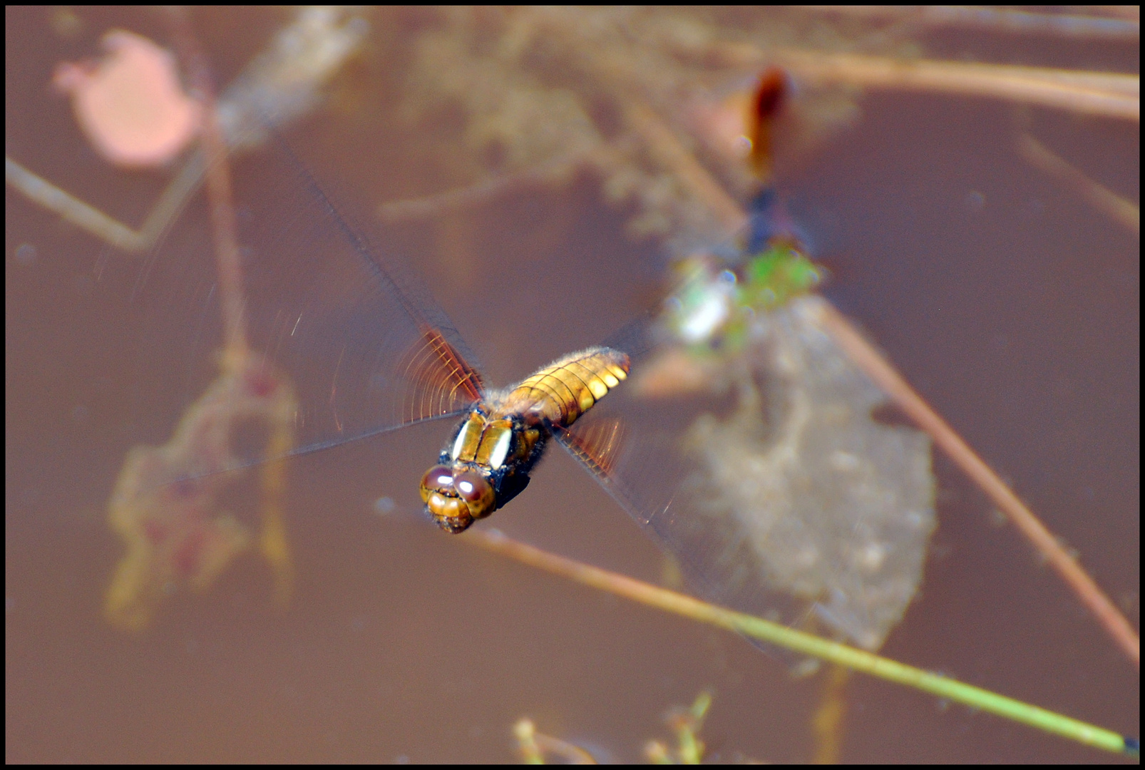 Libelle im Flug