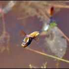 Libelle im Flug