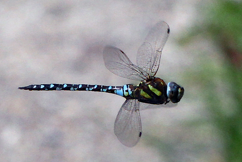 Libelle im Flug