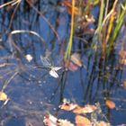 Libelle im Flug