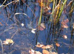 Libelle im Flug