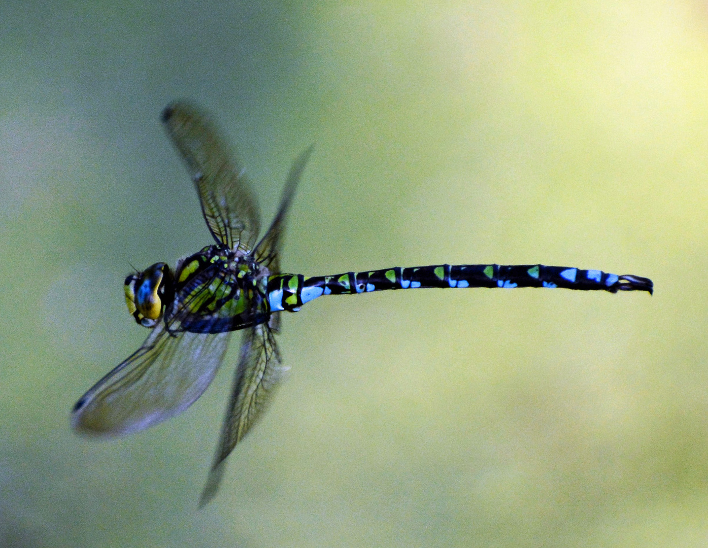 Libelle im Flug