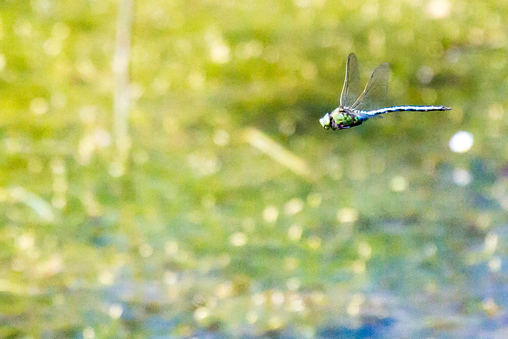 Libelle im Flug