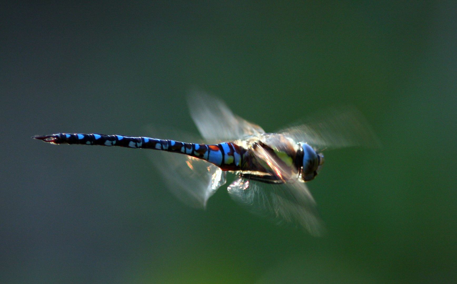 Libelle im Flug