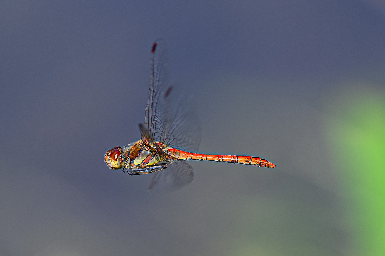 Libelle im Flug