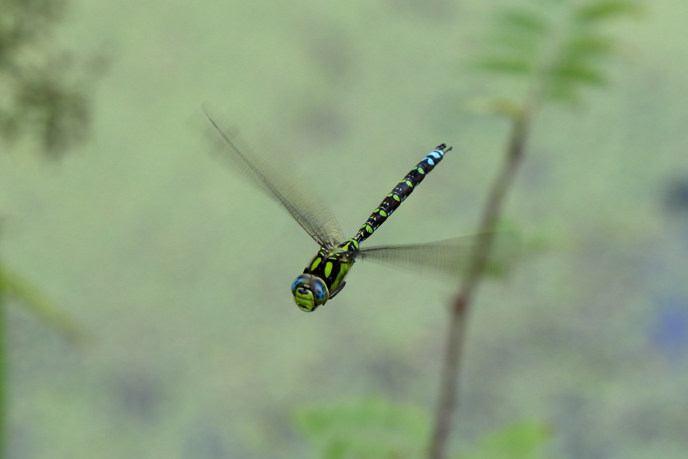 Libelle im Flug