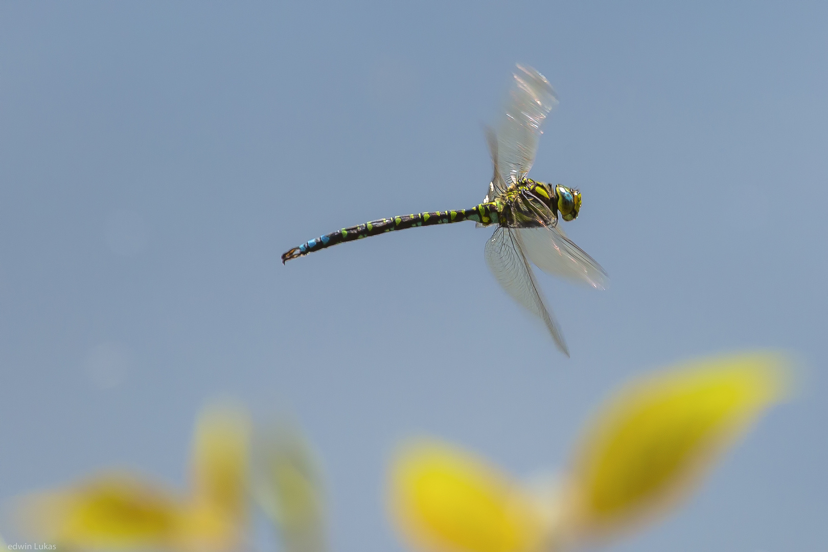 Libelle im Flug