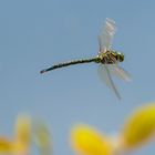 Libelle im Flug