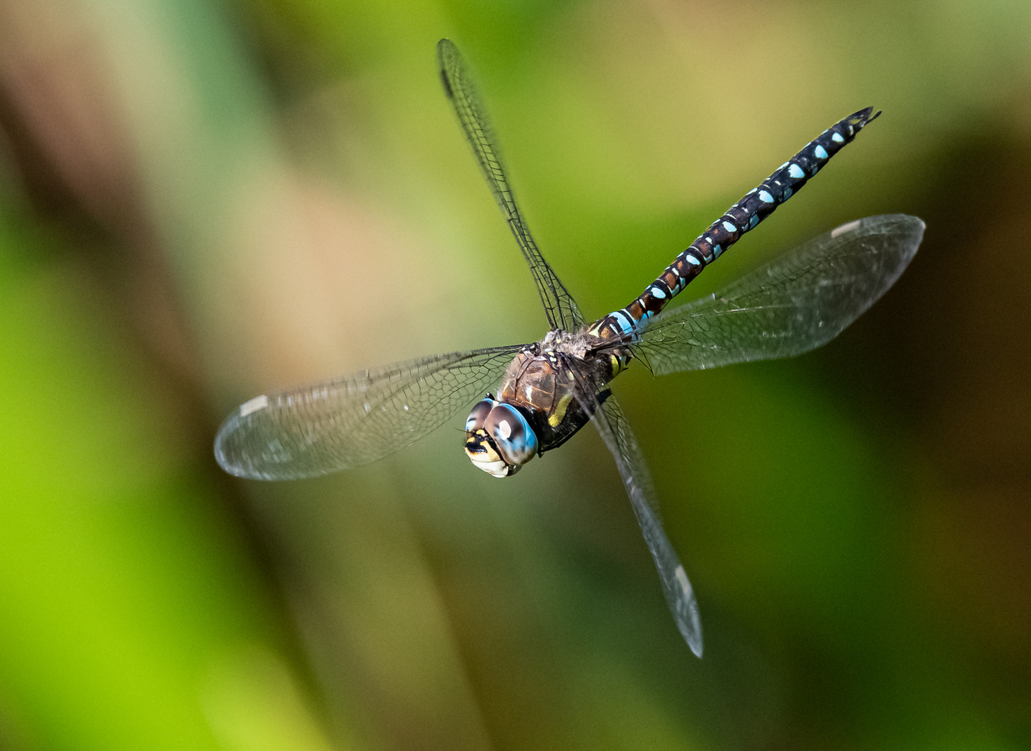 Libelle im Flug