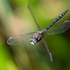 Libelle im Flug