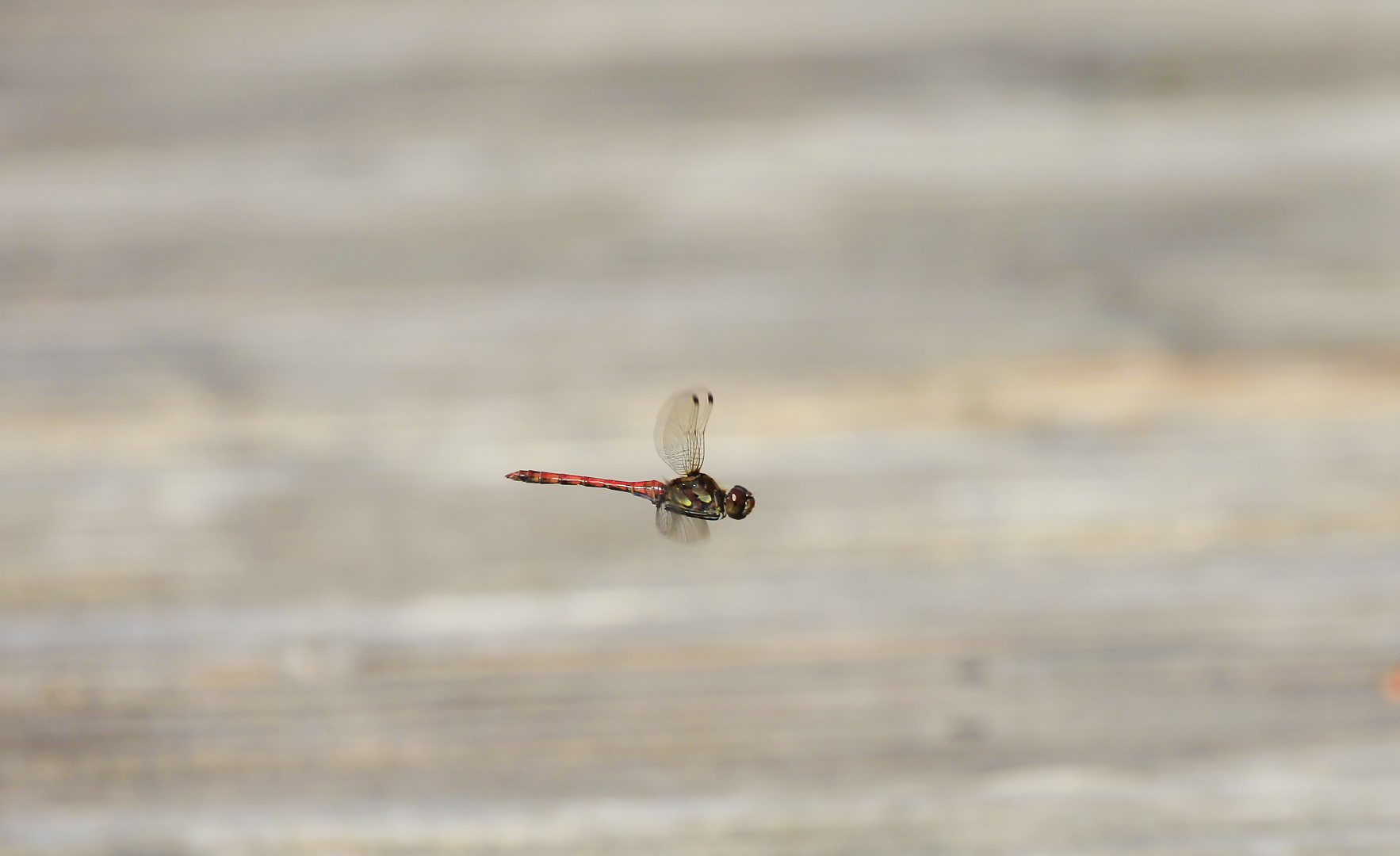 Libelle im Flug