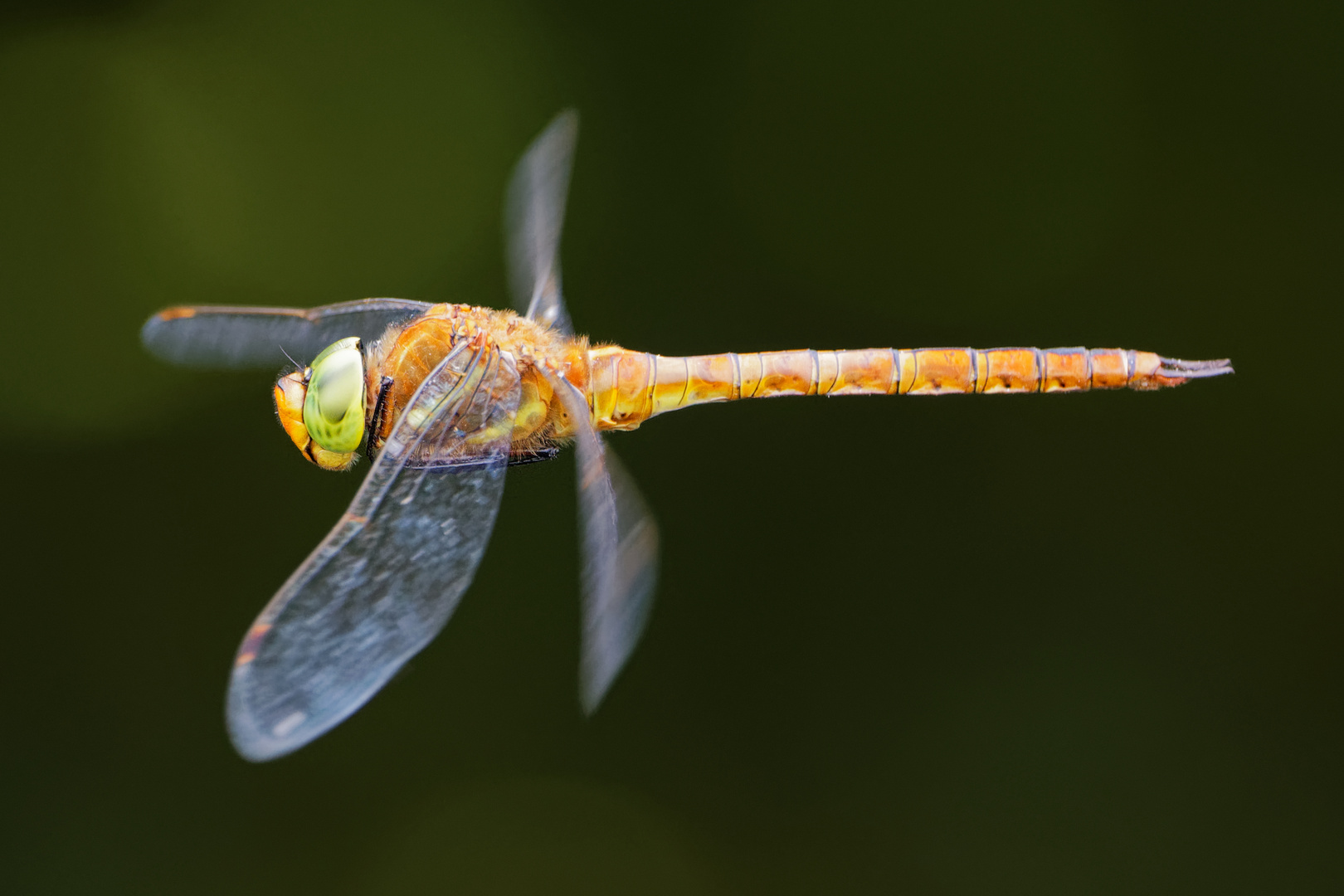 Libelle im Flug