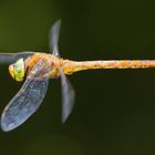 Libelle im Flug