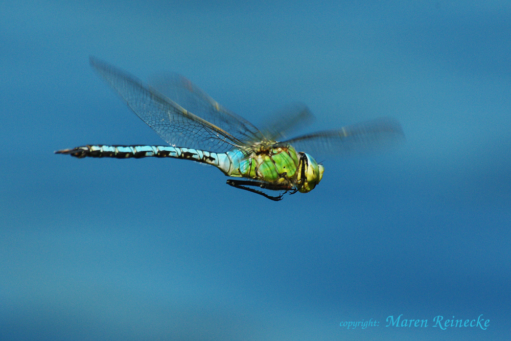 Libelle im Flug