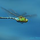 Libelle im Flug