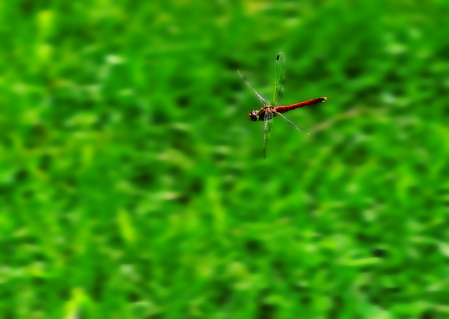 Libelle im flug-823