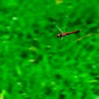 Libelle im flug-823