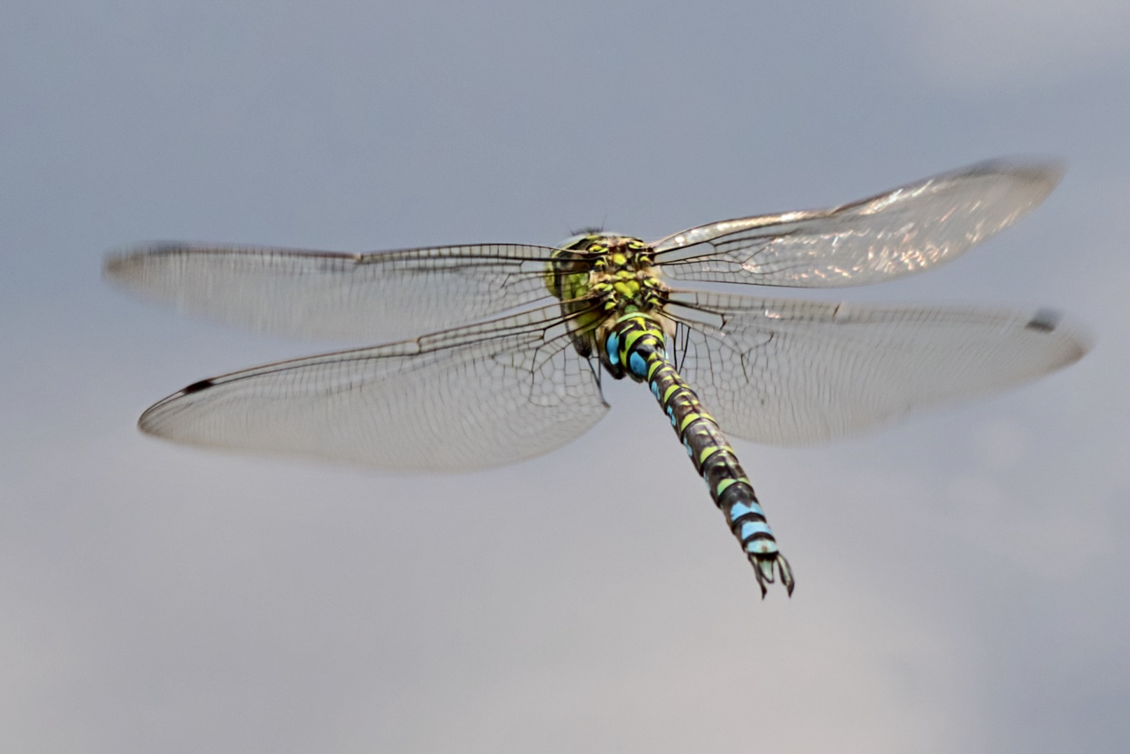 Libelle im Flug