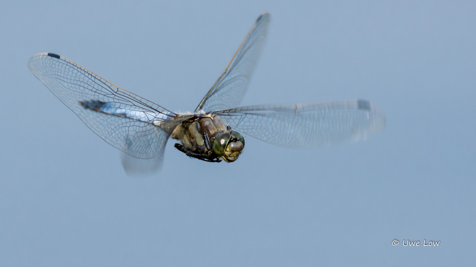 Libelle im Flug