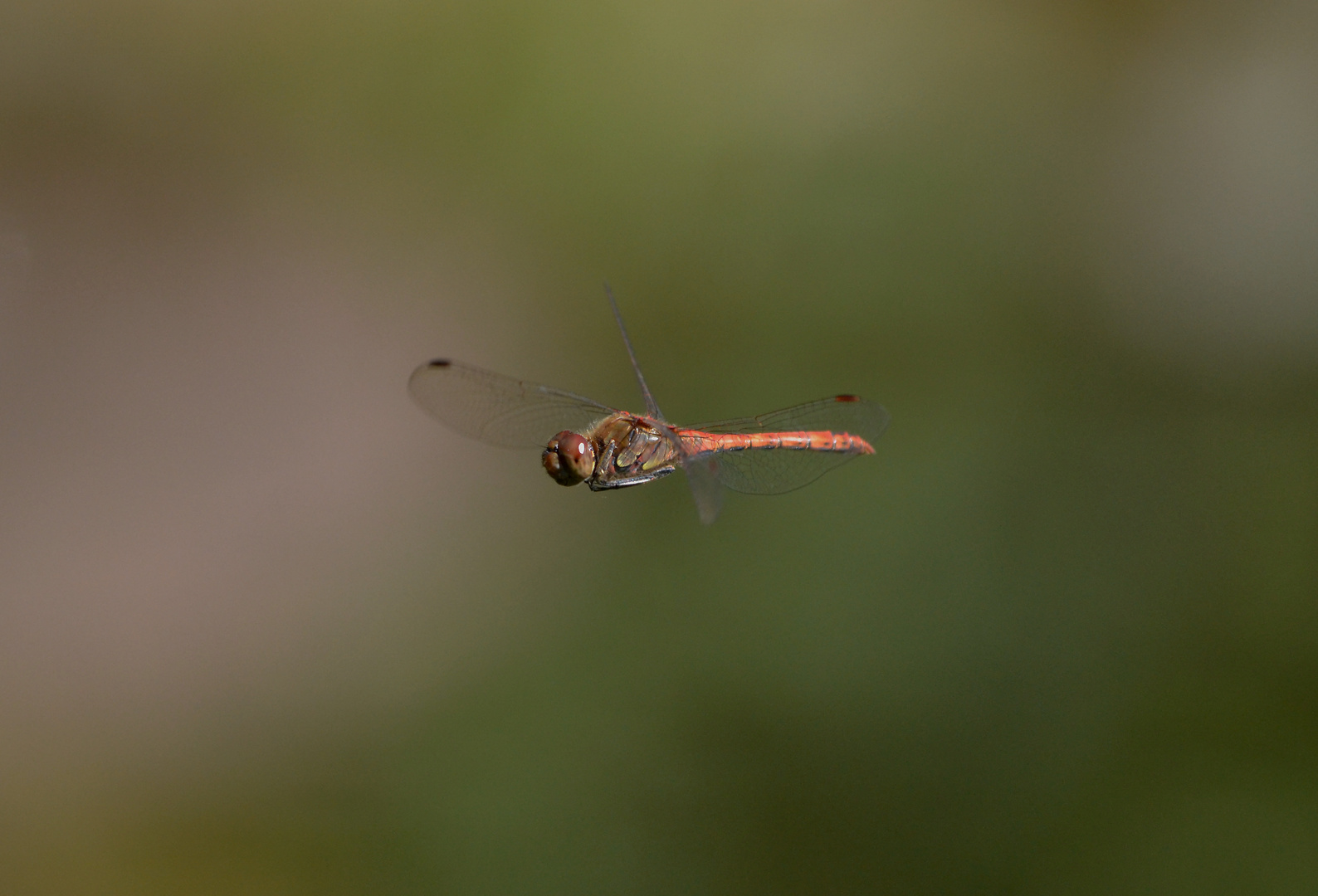 Libelle im Flug