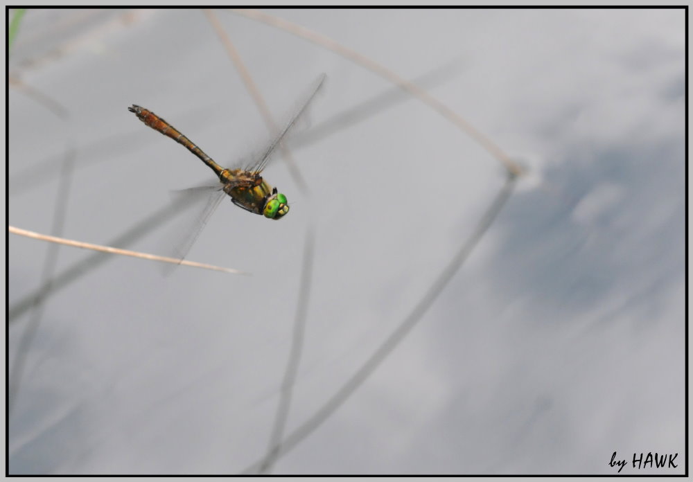 Libelle im Flug