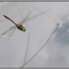 Libelle im Flug