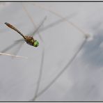 Libelle im Flug