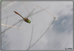 Libelle im Flug