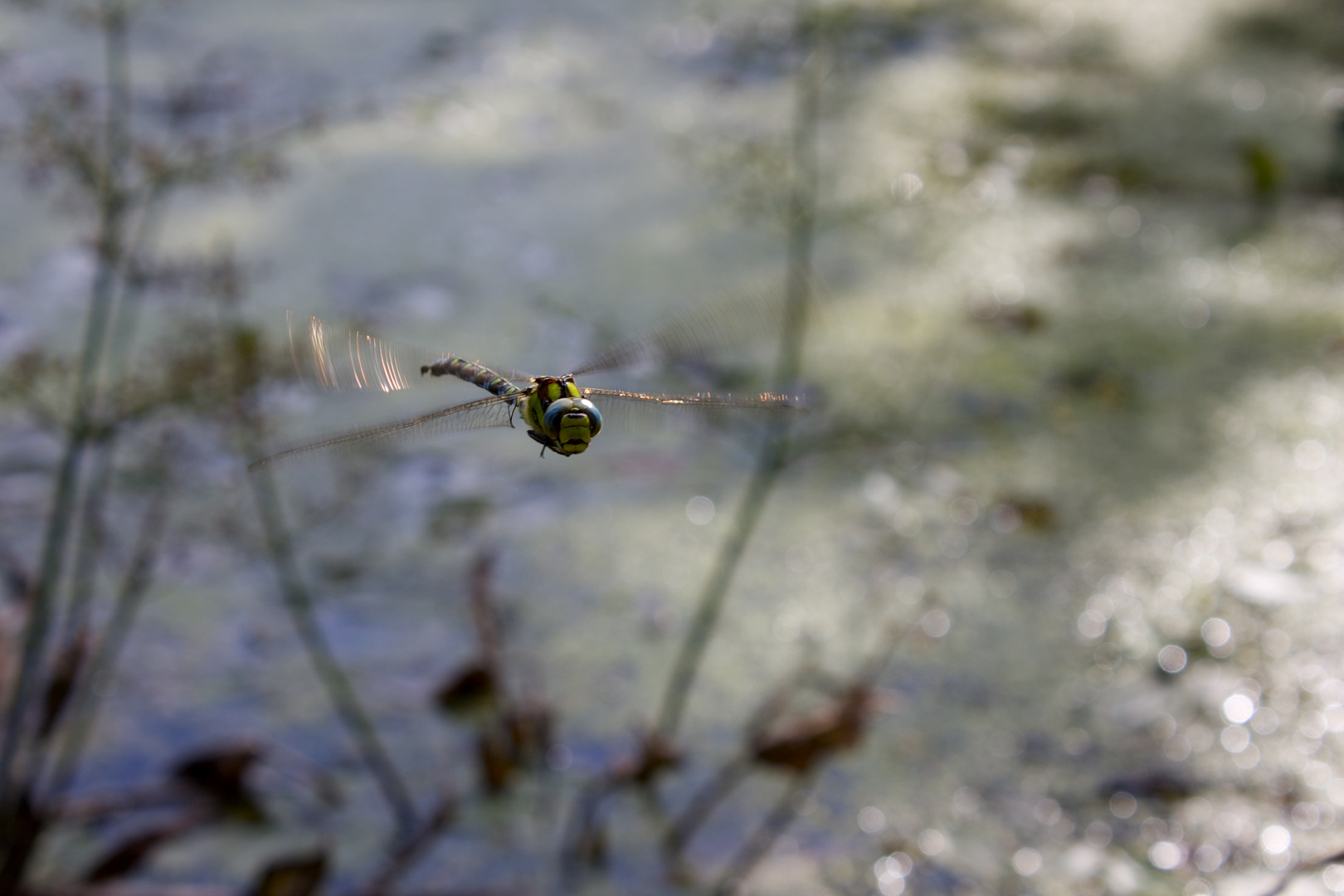 Libelle im Flug