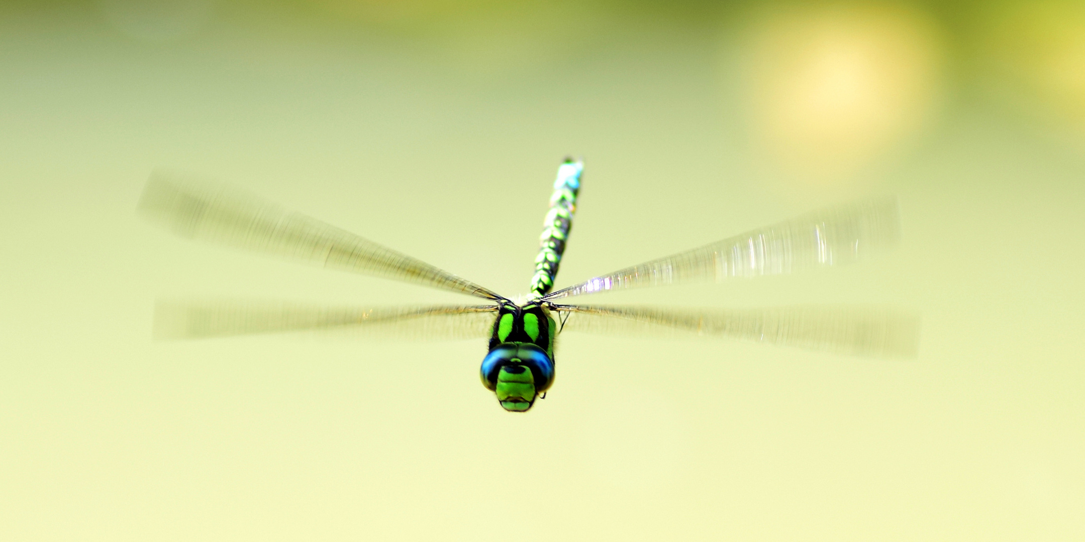 Libelle im Flug