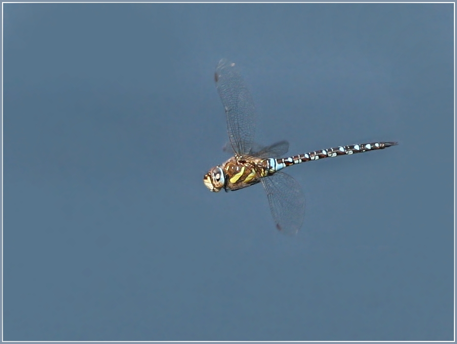 Libelle im Flug