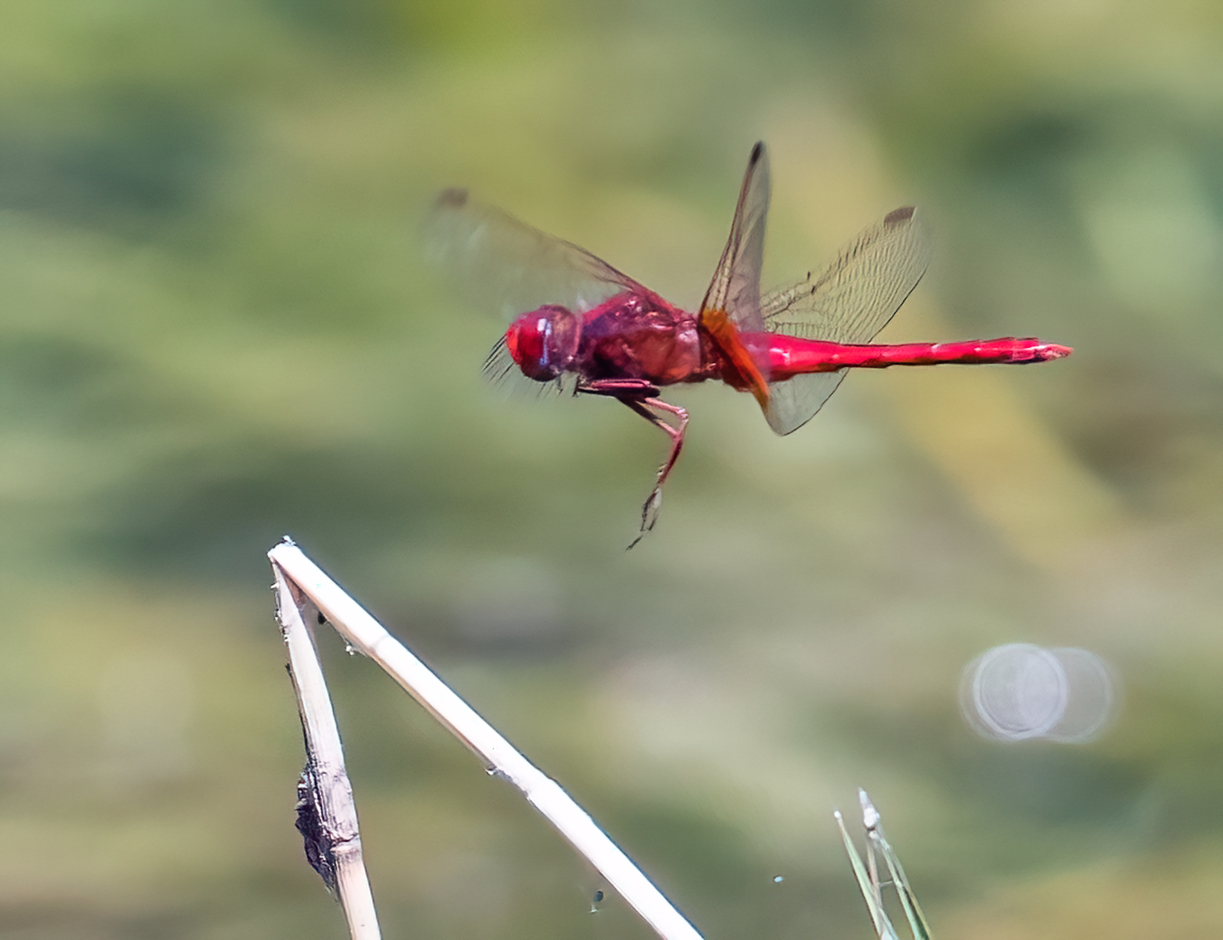 Libelle im Flug