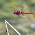 Libelle im Flug