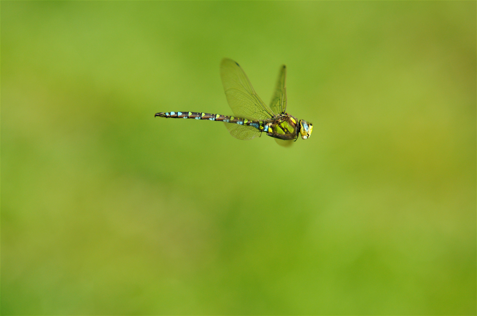 Libelle im Flug